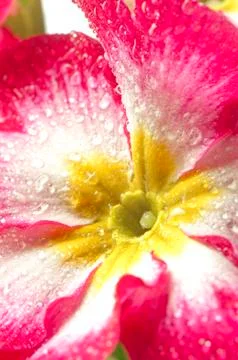 Isolated flower on white Stock Photos