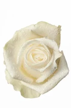 Isolated flower on white Stock Photos