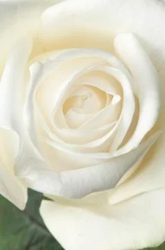 Isolated flower on white Stock Photos