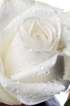 Isolated flower on white Stock Photos