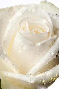 Isolated flower on white Stock Photos
