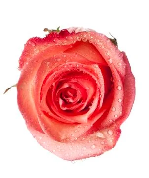Isolated flower on white Stock Photos