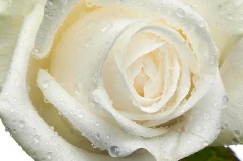 Isolated flower on white Stock Photos