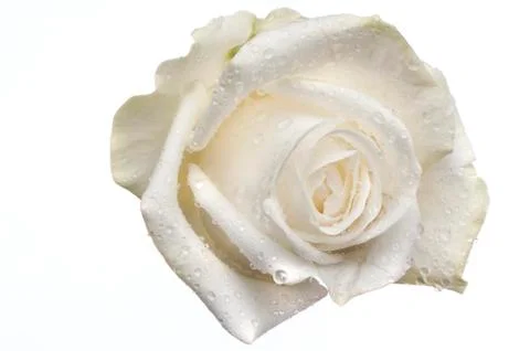 Isolated flower on white Stock Photos