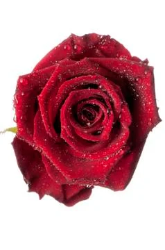 Isolated flower on white Stock Photos