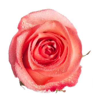 Isolated flower on white Stock Photos