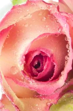 Isolated flower on white Stock Photos