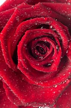 Isolated flower on white Stock Photos