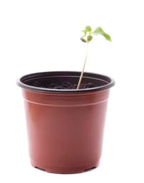 Isolated flowerpot cherry tree Stock Photos