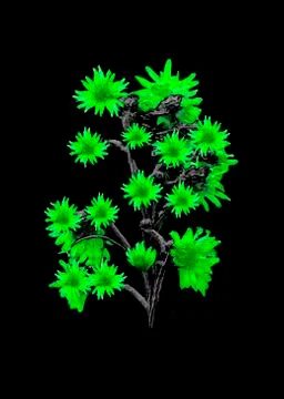 Isolated Flowers over Black Ilustração Stock