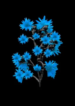 Isolated Flowers over Black Ilustração Stock