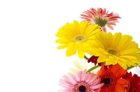 Isolated Flowers Stock Photos