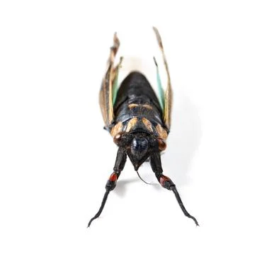 Isolated fly, studio and white background for insect closeup for study, nature Stock Photos