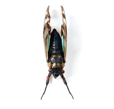 Isolated fly, studio and white background for macro of insect for study, nature Stock Photos