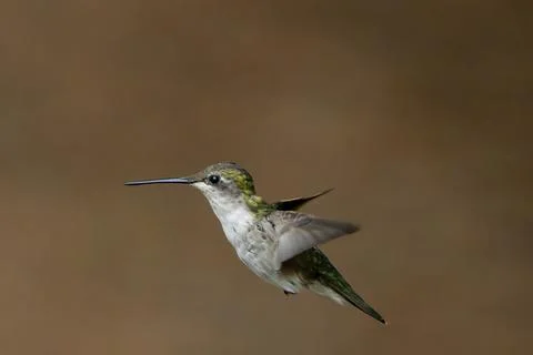 Isolated Flying Bird Stock Photos