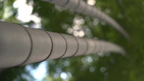 Isolated focus pull of Arashiyama Bamboo Grove or Sagano Bamboo Forest, Kyoto 스톡 동영상 100772789