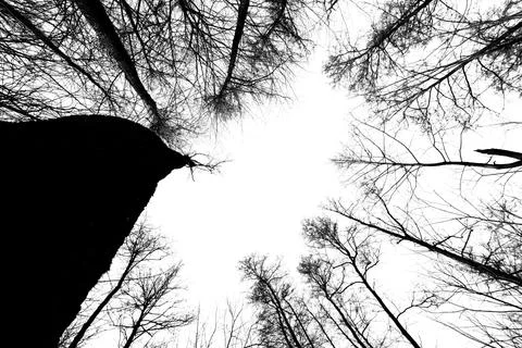 Isolated forest a mountain on a white Stock-Fotos