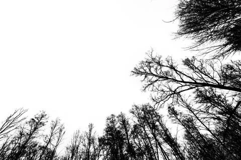 Isolated forest a mountain on a white 스톡 사진