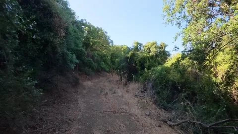 Isolated Forest Road With Thick Mediterranean Vegetation Video stock 321533377