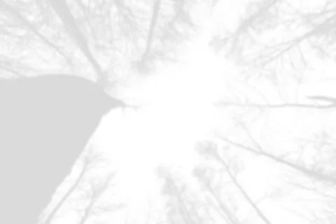 Isolated forest on a transparent background Illustrazione stock