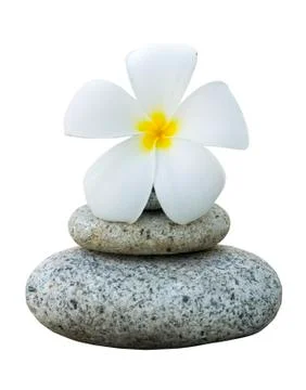 Isolated frangipani with with stack of rocks Stock Photos