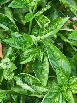 Isolated Fresh Basil Foto stock