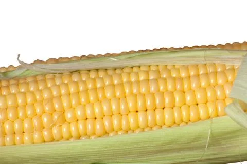 Isolated fresh corn on a white background Stock Photos