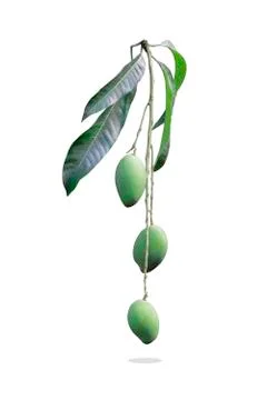 Isolated fresh green Mango tropical fruit with branch and leave Stock Photos