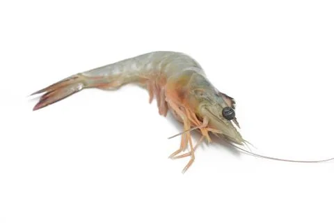 Isolated fresh prawn from front view Stock Photos