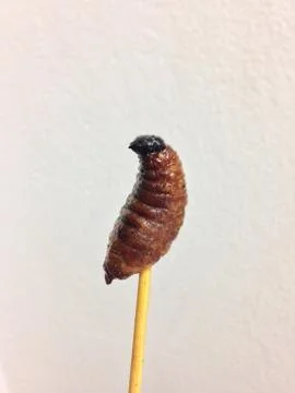 Isolated of fried grub Foto stock