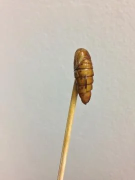 Isolated of fried silkworm Stock Photos