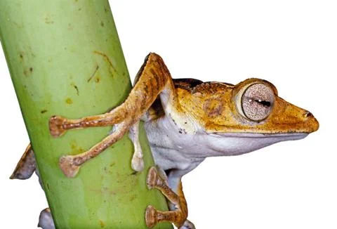 Isolated frog over white Foto stock
