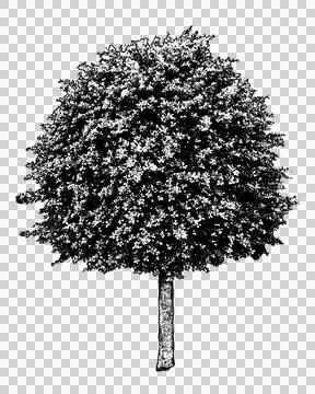 Isolated front view graphic of manicured round tree Illustration