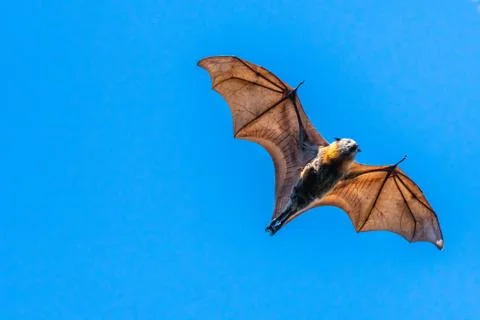 Isolated fruit bat, flying fox, on a blue sky background Stock Photos