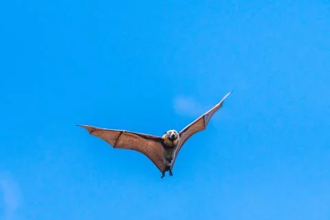 Isolated fruit bat, flying fox, on a blue sky background Stock Photos