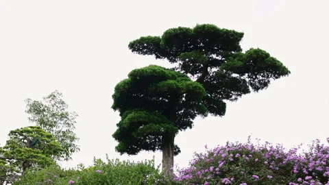 Isolated garden trees and shrubs swaying in the wind Stockbeeldmateriaal 341962436