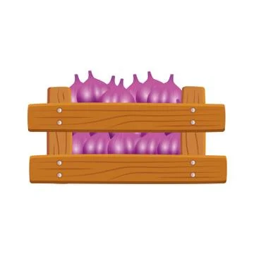 Isolated garlic inside box vector design イラスト素材