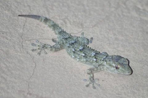 An isolated gecko close view Fotos Stock