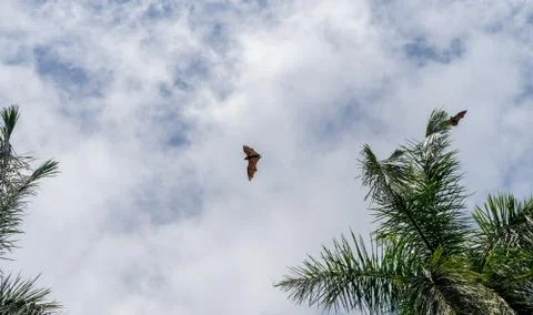 Isolated giant indian flying fox (large bat) on the fly, Pteropus giganteus. Stock Photos