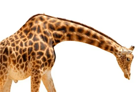 Isolated giraffe Stock Photos
