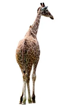 Isolated giraffe Stock-Fotos