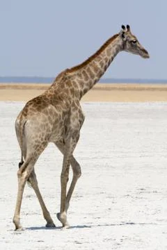 Isolated Giraffe Stock Photos