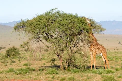 Isolated giraffe pulling tongue Stock-Fotos