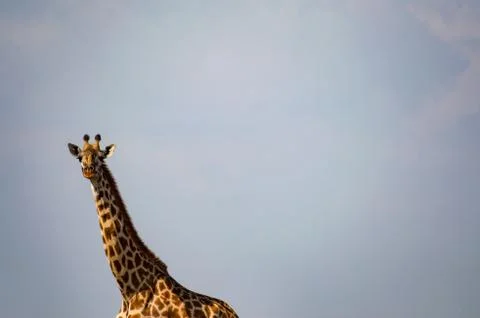 Isolated giraffe in the savannah Stock Photos