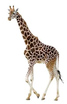 Isolated giraffe walking Stock Photos
