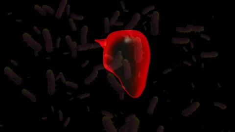 Isolated Glowing Red Liver Surrounded by Floating Bacteria Particles Stock Footage 336900580