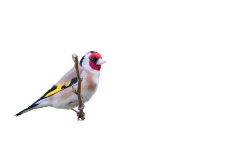 Isolated goldfinch on white background Stock Photos