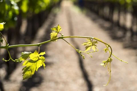 Isolated grape vine shoot curling in backlighting between trellis rows Stock Photos