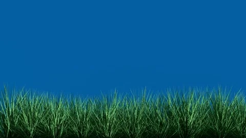 Isolated grass on blue screen background chroma key Stock Footage 241543829