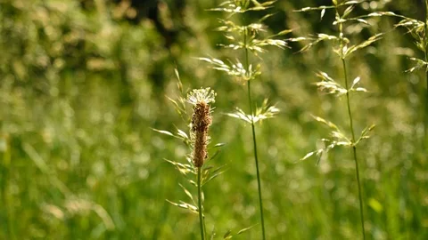 Isolated grass gently moving. Grass pollen allergy concept stock footage Stock Footage 109090064